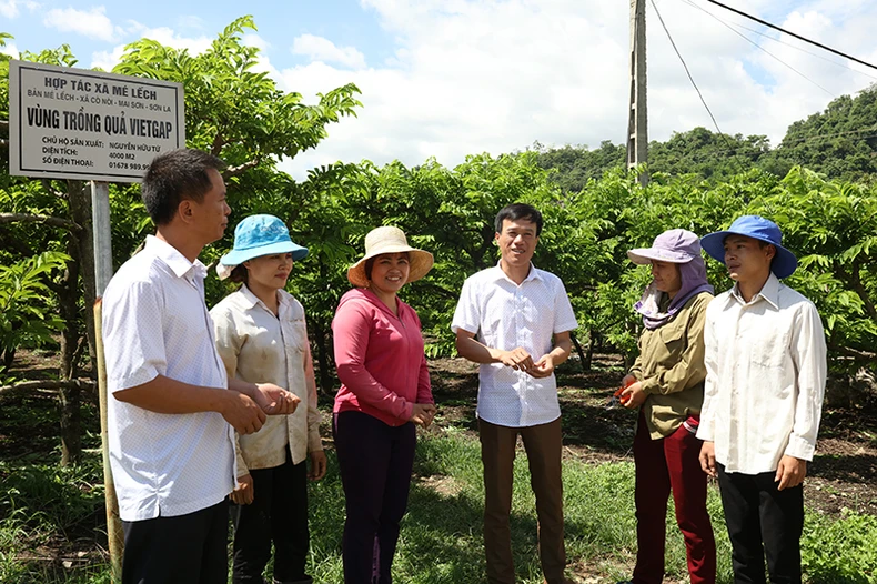 Sơn La: Dấu ấn sau năm năm thực hiện chủ trương phát triển cây ăn quả -0
