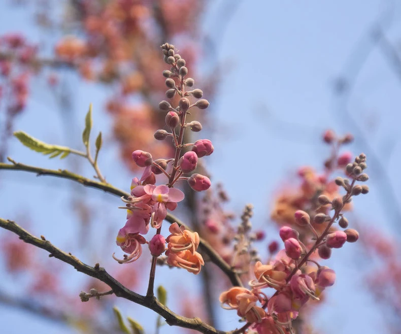 Mùa ô môi trên quê hương miền tây -0
