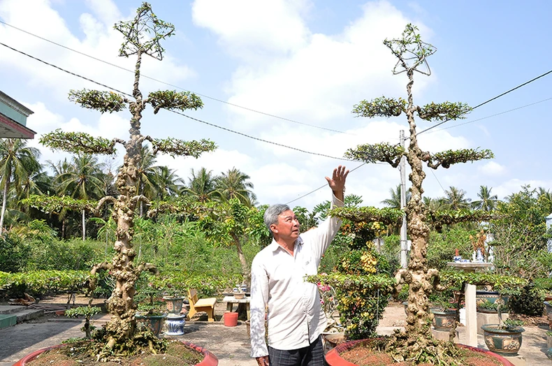Tạo hình cho kiểng theo lời Bác dạy -0