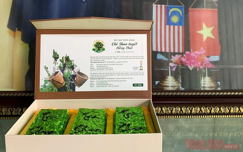 Đặng Ngọc Phố - Người đánh thức những búp chè Shan Tuyết “ngủ quên” -0