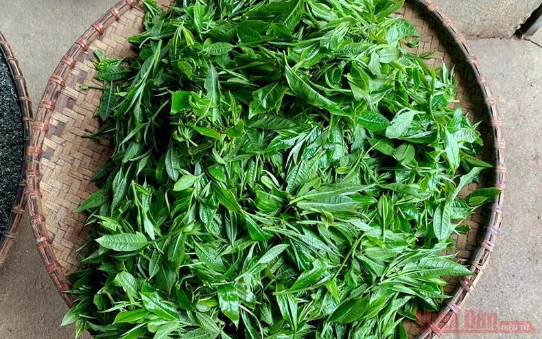 Đặng Ngọc Phố - Người đánh thức những búp chè Shan Tuyết “ngủ quên” -0