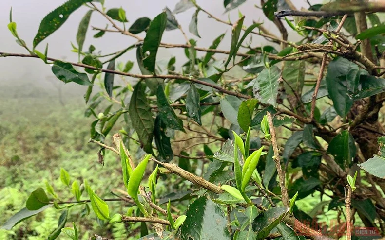Đặng Ngọc Phố - Người đánh thức những búp chè Shan Tuyết “ngủ quên” -0