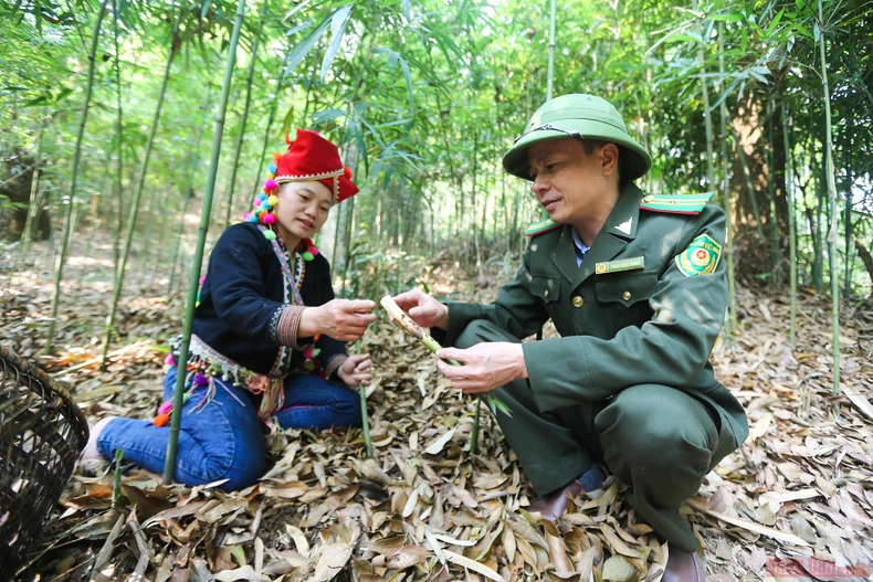 10_mang_sat_Hoang_Lien_Son-1618220184847.jpg