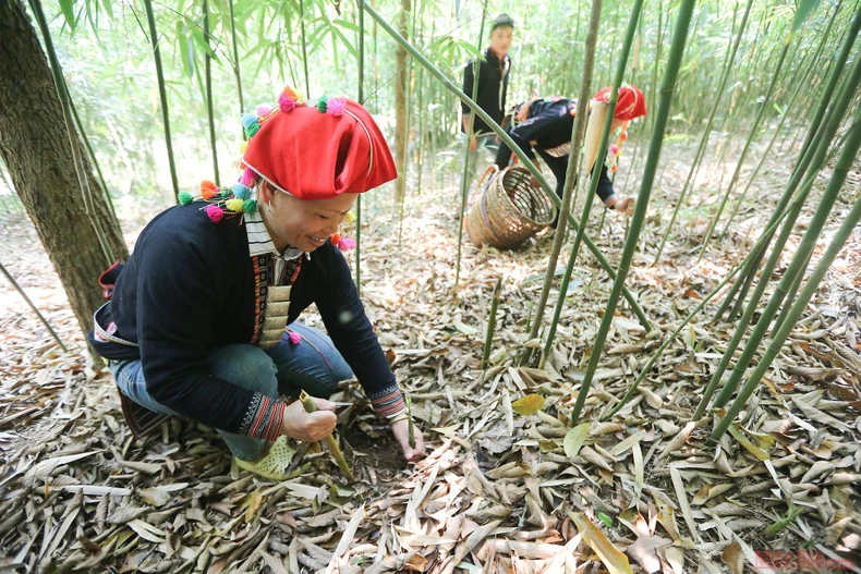 3_mang_sat_Hoang_Lien_Son-1618220183354.jpg