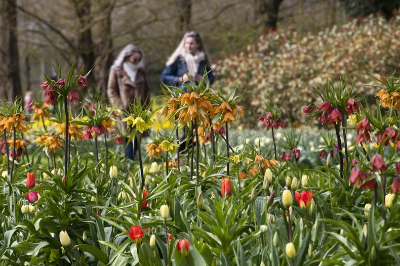 Hà Lan chào đón du khách vườn hoa nổi tiếng Keukenhof -0