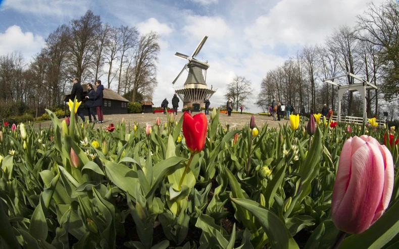 Hà Lan chào đón du khách vườn hoa nổi tiếng Keukenhof -0