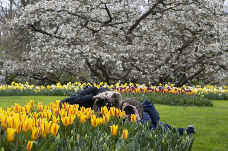 Hà Lan chào đón du khách vườn hoa nổi tiếng Keukenhof -1