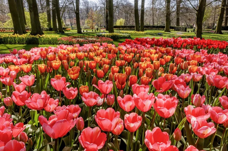 Hà Lan chào đón du khách vườn hoa nổi tiếng Keukenhof -0