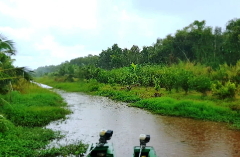 Mưa trái mùa kèm sét đánh tăng nguy cơ cháy rừng ở Cà Mau -0