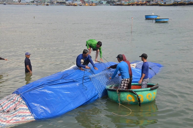 Cá voi dài 16 mét, nặng hơn sáu tấn chết ở vùng biển Bình Thuận -0