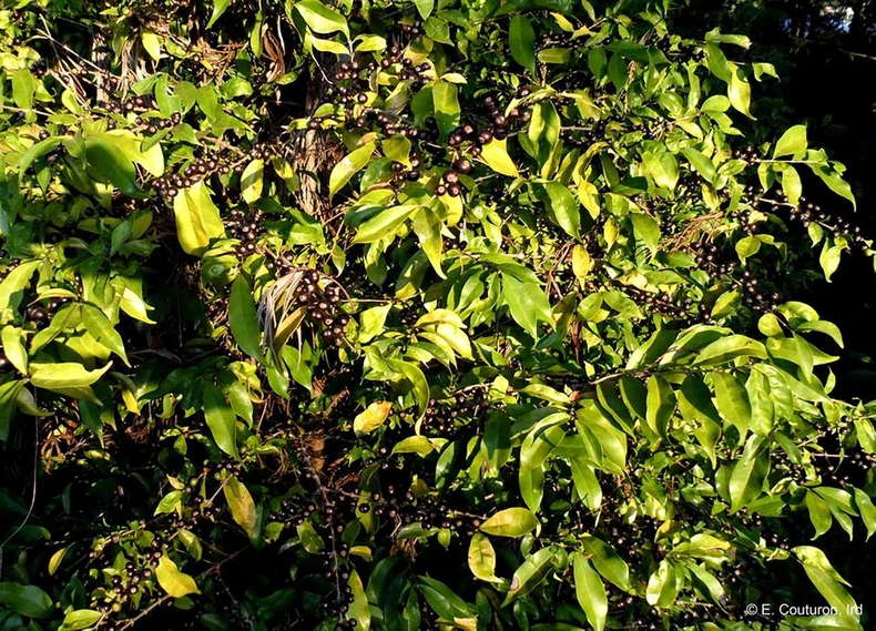 Tái phát hiện một loài cà phê bị lãng quên nhiều thập kỷ -0