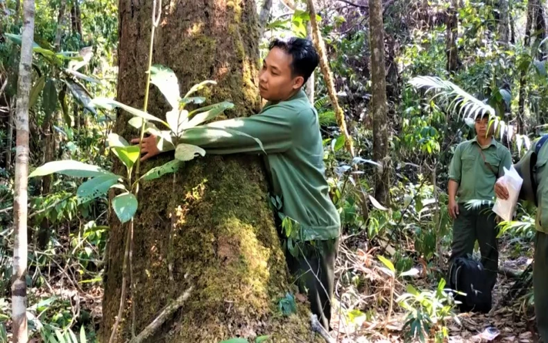 Hạt trưởng Kiểm lâm huyện có rừng pơ-mu bị tàn phá nhận kỷ luật cảnh cáo -0