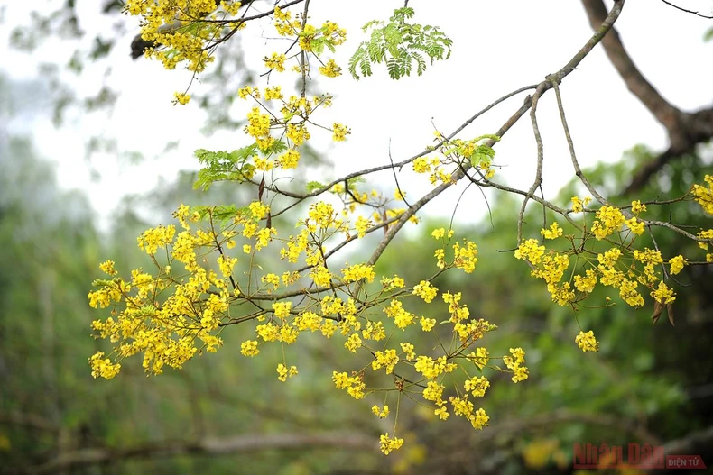 Về Tân Trào mùa hoa lim vang -0