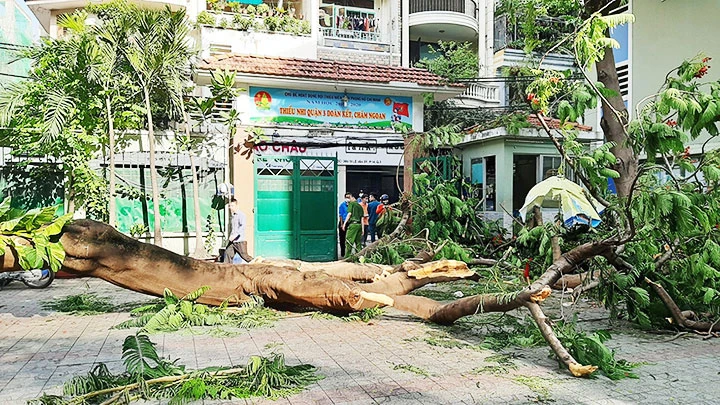 Nỗi lo cây xanh ngã, đổ trong mùa mưa -0