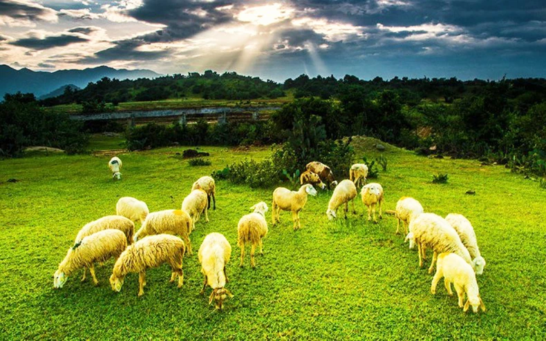 Đồng cừu An Hòa: Điểm “check-in” gây sốt ở Ninh Thuận -0