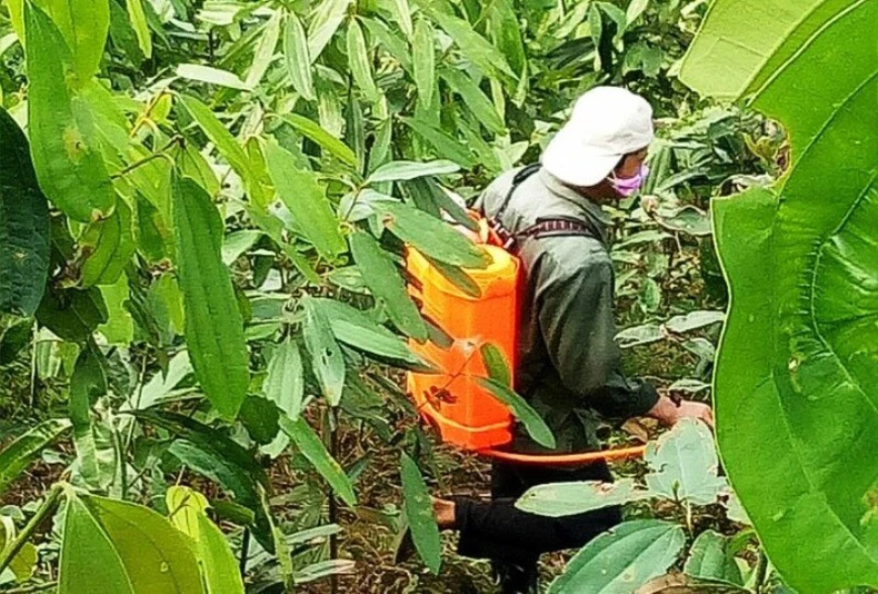 Dập dịch sâu hại hơn 80 ha quế ở Lào Cai -0