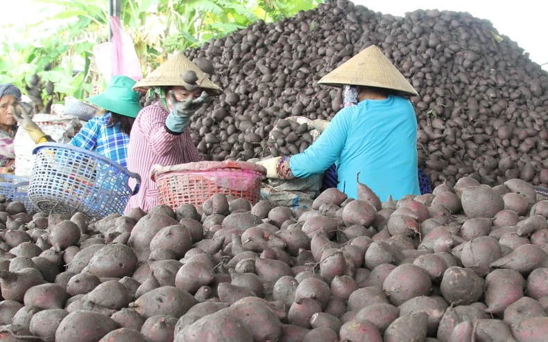 “Vương quốc khoai lang