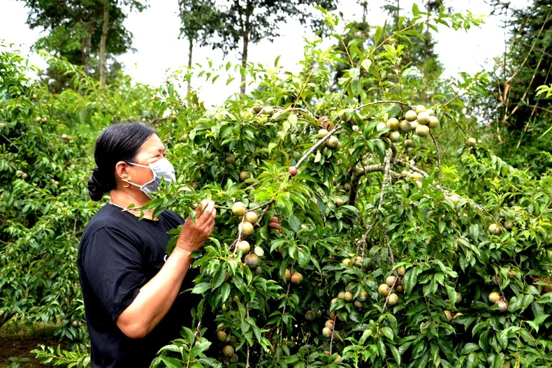 Mùa mận chín trên “cao nguyên trắng” Bắc Hà -0