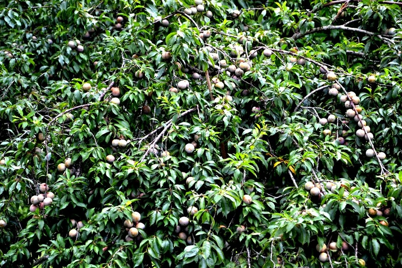 Mùa mận chín trên “cao nguyên trắng” Bắc Hà -0