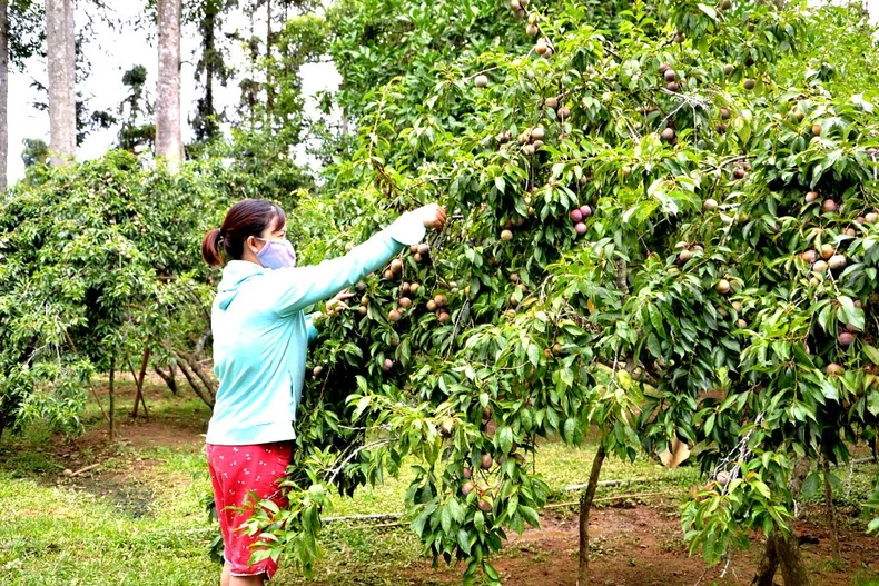 Mùa mận chín trên “cao nguyên trắng” Bắc Hà -0