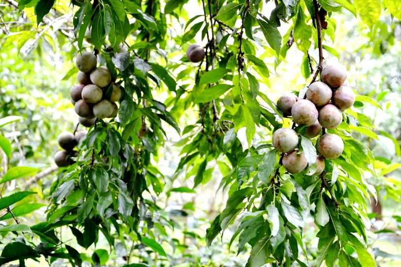 Mùa mận chín trên “cao nguyên trắng” Bắc Hà -0
