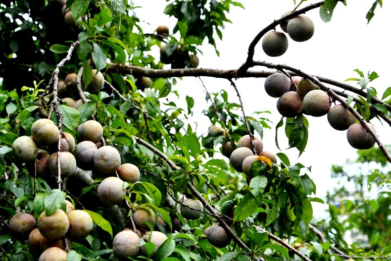 Mùa mận chín trên “cao nguyên trắng” Bắc Hà -0