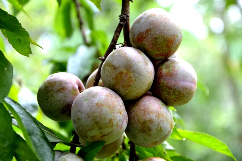 Mùa mận chín trên “cao nguyên trắng” Bắc Hà -0