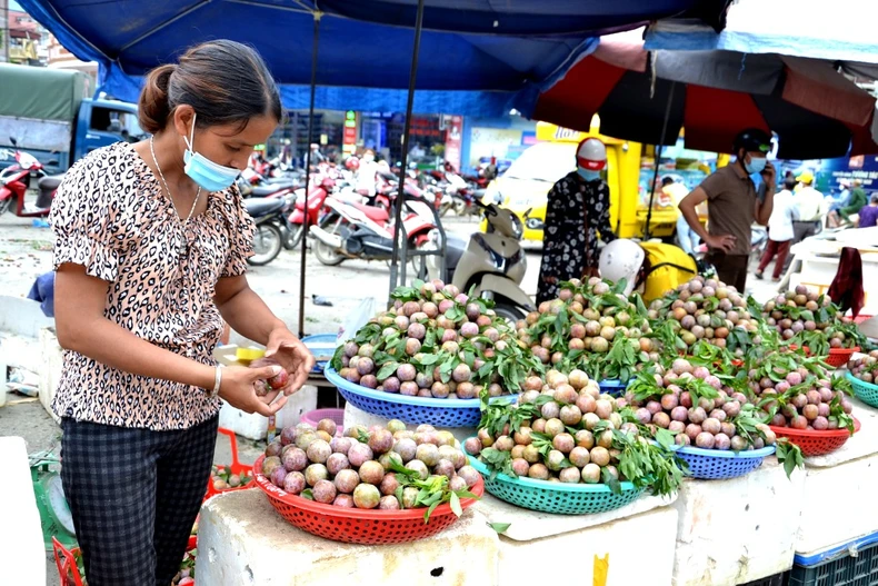 Mùa mận chín trên “cao nguyên trắng” Bắc Hà -0
