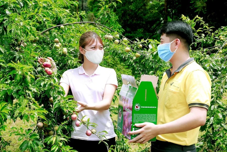 Tiêu thụ mận Tam Hoa và nông sản đặc hữu ở Lào Cai -0