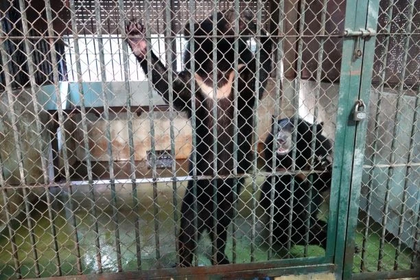 Bốn cá thể gấu cuối cùng tại Rạp xiếc Trung ương không còn phải biểu diễn xiếc -0