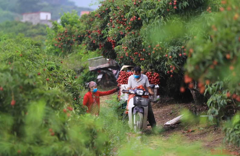 10_vai_thieu_bac_giang-1623834664916.jpeg