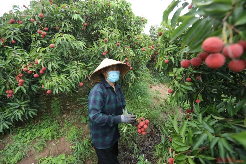 11_vai_thieu_bac_giang-1623834760038.jpeg