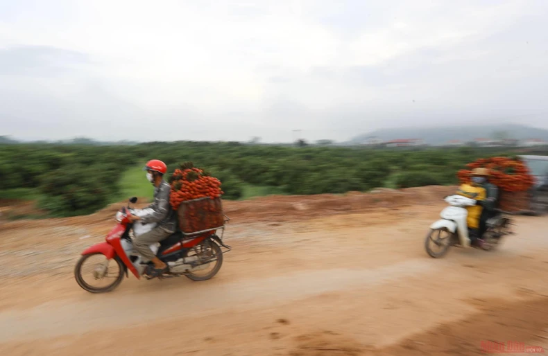 16_vai_thieu_bac_giang-1623834761484.jpeg