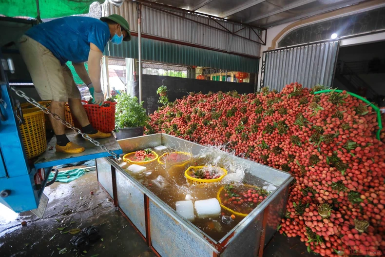27_vai_thieu_bac_giang-1623834784996.jpeg