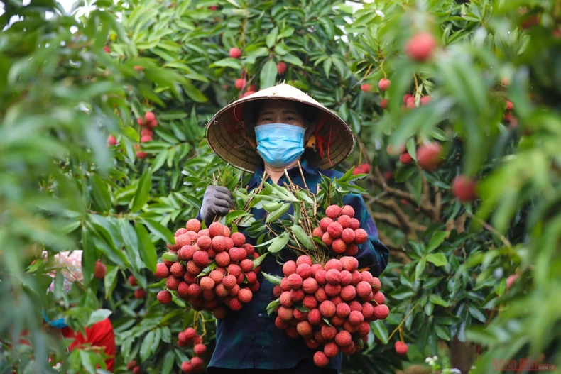 2_vai_thieu_bac_giang-1623834665566.jpeg