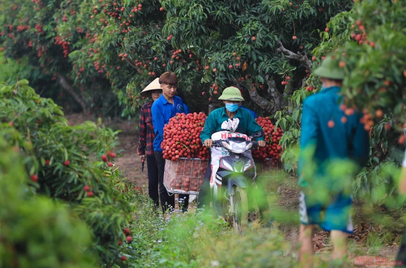 31_vai_thieu_bac_giang-1623834797632.jpeg