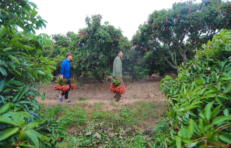 6_vai_thieu_bac_giang-1623834662790.jpeg