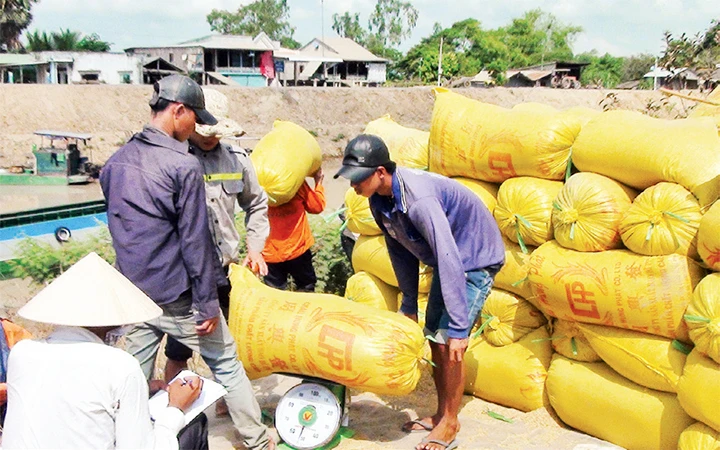 Tự phát chuyển đổi canh tác trên đất trồng lúa và những hệ lụy đặt ra (Tiếp theo và hết ) (*) -0