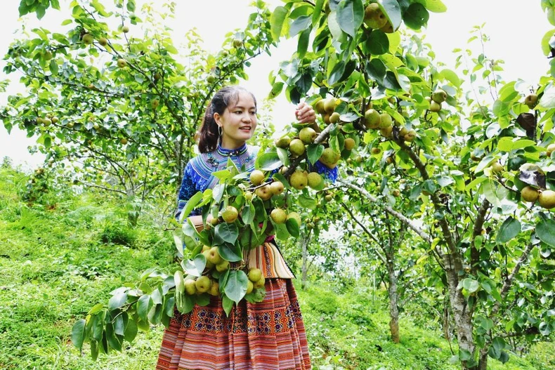 Mùa lê chín ngọt ở vùng cao Si Ma Cai -0