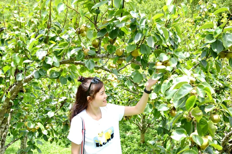 Mùa lê chín ngọt ở vùng cao Si Ma Cai -0