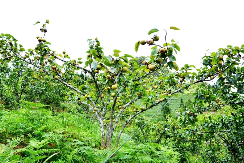 Mùa lê chín ngọt ở vùng cao Si Ma Cai -0