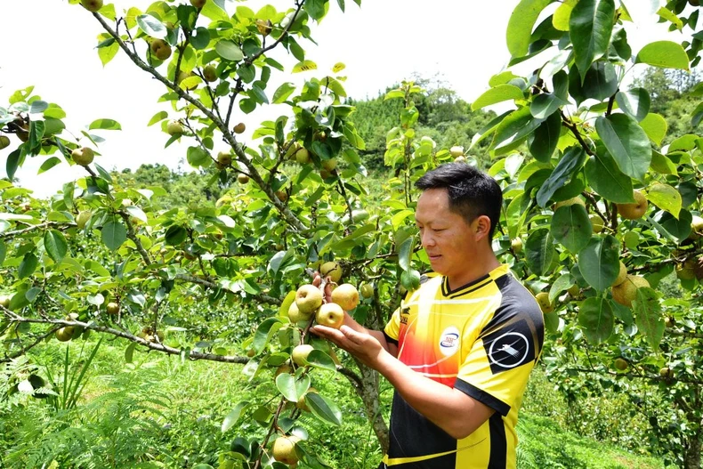 Mùa lê chín ngọt ở vùng cao Si Ma Cai -0