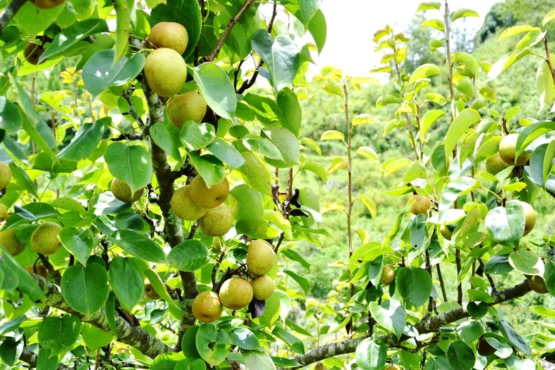 Mùa lê chín ngọt ở vùng cao Si Ma Cai -0