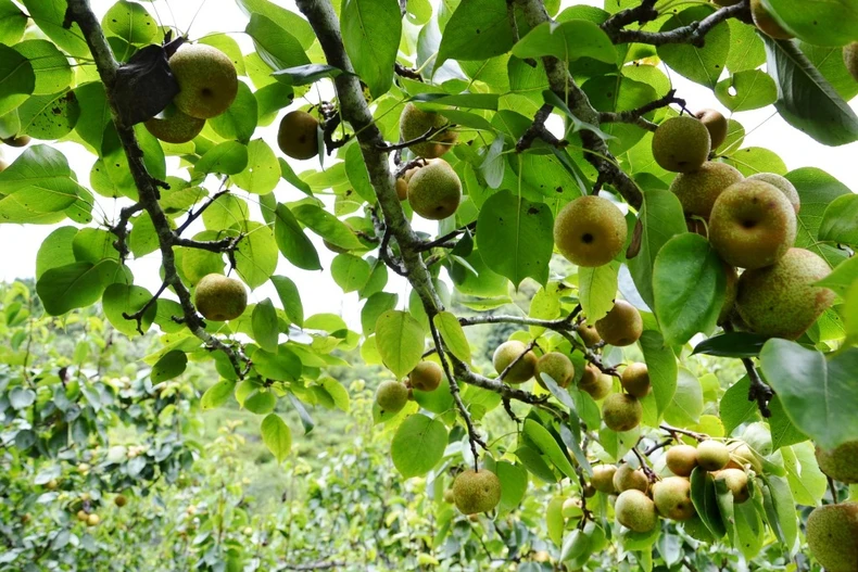 Mùa lê chín ngọt ở vùng cao Si Ma Cai -0