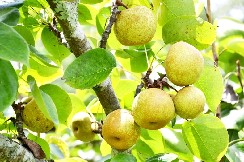 Mùa lê chín ngọt ở vùng cao Si Ma Cai -0
