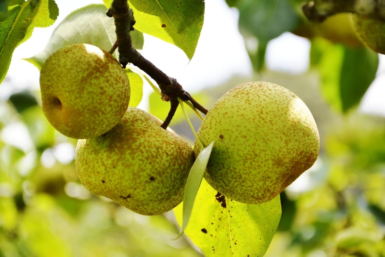 Mùa lê chín ngọt ở vùng cao Si Ma Cai -0