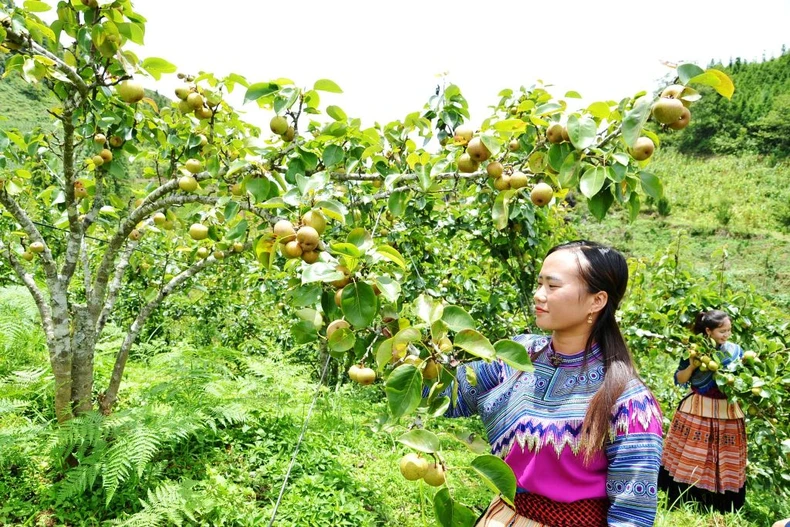 Mùa lê chín ngọt ở vùng cao Si Ma Cai -0