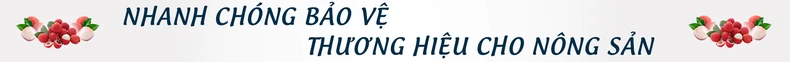 Vải thiều và câu chuyện xây dựng thương hiệu -0