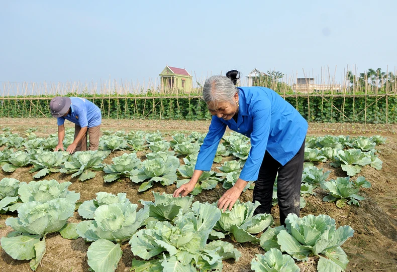 Chuyển đổi cơ cấu cây trồng ở vùng Bắc Trung Bộ -0