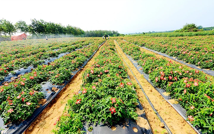 Chuyển đổi cơ cấu cây trồng ở vùng Bắc Trung Bộ (Tiếp theo và hết) (*) -0